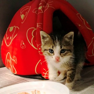 Gattino abbandonato in una scatola a Savona, salvato da una donna.