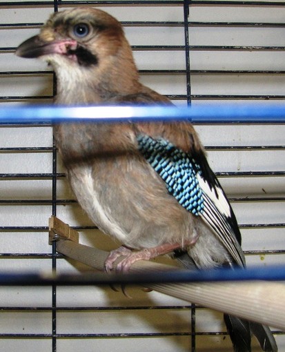 La caccia chiude ma non in Liguria, Enpa: "Malcostume legislativo consentire le battute in un periodo critico per la fauna selvatica"