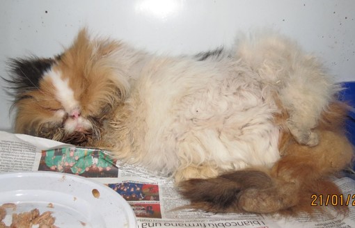 Savona, gatto maltrattato abbandonato dentro una scatola chiusa con il nastro adesivo