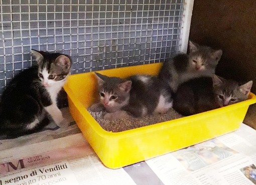 Enpa Savona: "Continua il ritrovamento di gattini abbandonati" Enpa Savona: "Continua il ritrovamento di gattini abbandonati"