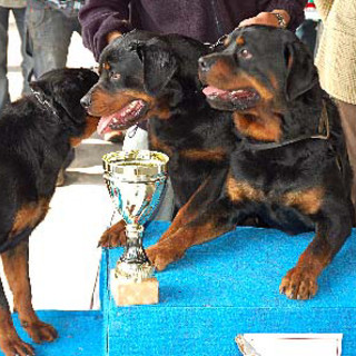 A Plodio esposizione canina amatoriale