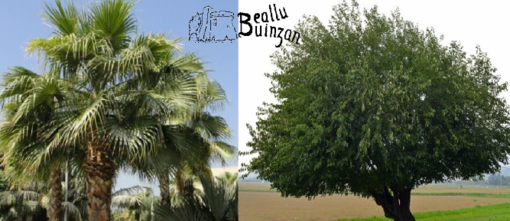 Albenga ringrazia l’Associazione Beallu Buinzan per la donazione di quattro alberi di gelso