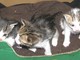 Leca d'Albenga: 14 gattini chiusi in un sacco della spazzatura Leca d'Albenga: 14 gattini chiusi in un sacco della spazzatura