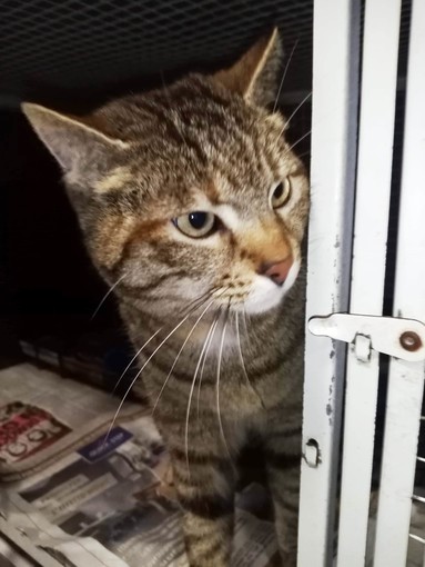 Volontari Enpa e Vigili del Fuoco salvano micio su una palma a Savona