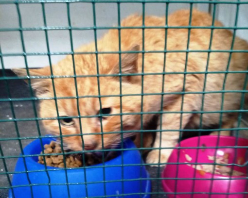 La denuncia dell'Enpa: &quot;Spari ad un gatto di strada a Noli. Indagini in corso&quot;