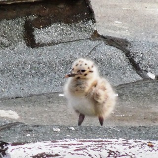 Savona: cucciolo di gabbiano in difficoltà in via Gramsci, intervento dei vigili del fuoco e dell'Enpa