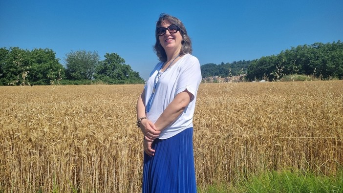 Estate e campi di grano, le spighe dorate danno spettacolo