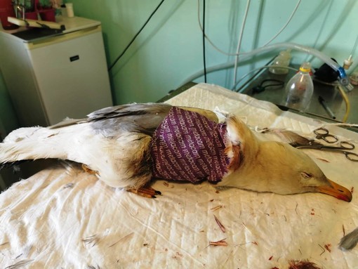 Domenica di lavoro per l'Enpa: numerosi soccorsi nel savonese