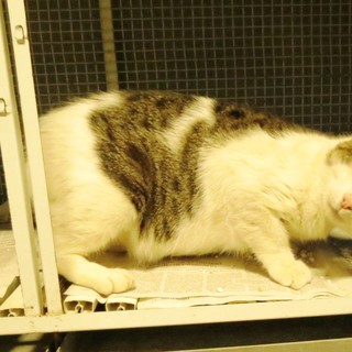Gatto ferito cerca casa: l'appello dell'Enpa Gatto ferito cerca casa: l'appello dell'Enpa