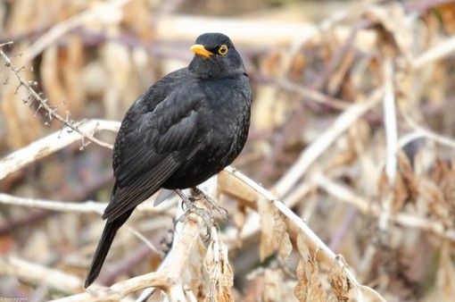 Arrivano i "giorni della merla": tra leggenda e previsioni meteo Arrivano i "giorni della merla": tra leggenda e previsioni meteo