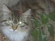 Savona, ritrovato gattino ferito in zona Villetta-Valloria, l'appello dell'associazione Felini Felici