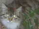 Savona, ritrovato gattino ferito in zona Villetta-Valloria, l'appello dell'associazione Felini Felici Savona, ritrovato gattino ferito in zona Villetta-Valloria, l'appello dell'associazione Felini Felici