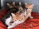 Altare, una cucciolata di gattini malati soccorsa dall'Enpa (FOTO)