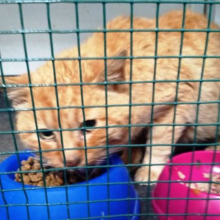 La denuncia dell'Enpa: &quot;Spari ad un gatto di strada a Noli. Indagini in corso&quot;