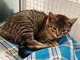 L'appello dell'Enpa: "Gattino di pochi mesi cerca casa" (FOTO) L'appello dell'Enpa: "Gattino di pochi mesi cerca casa" (FOTO)