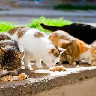Celle, "veleno chimico per far morire gatti e cani": l'allarme arriva sui social
