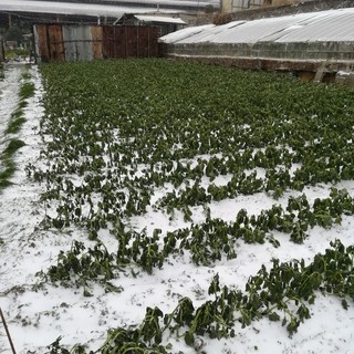 Danni neve e gelo. Cia Liguria lancia una 'diretta' con gli associati per capire la gravità della situazione