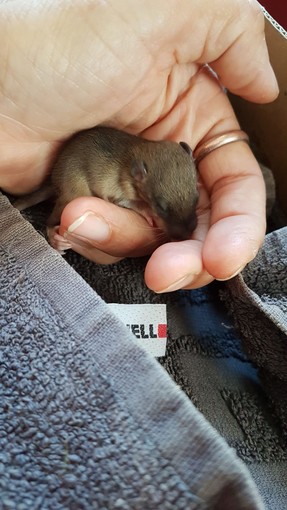 Savona, l'Enpa: "Piccoli ghiri alluvionati crescono" (FOTO)