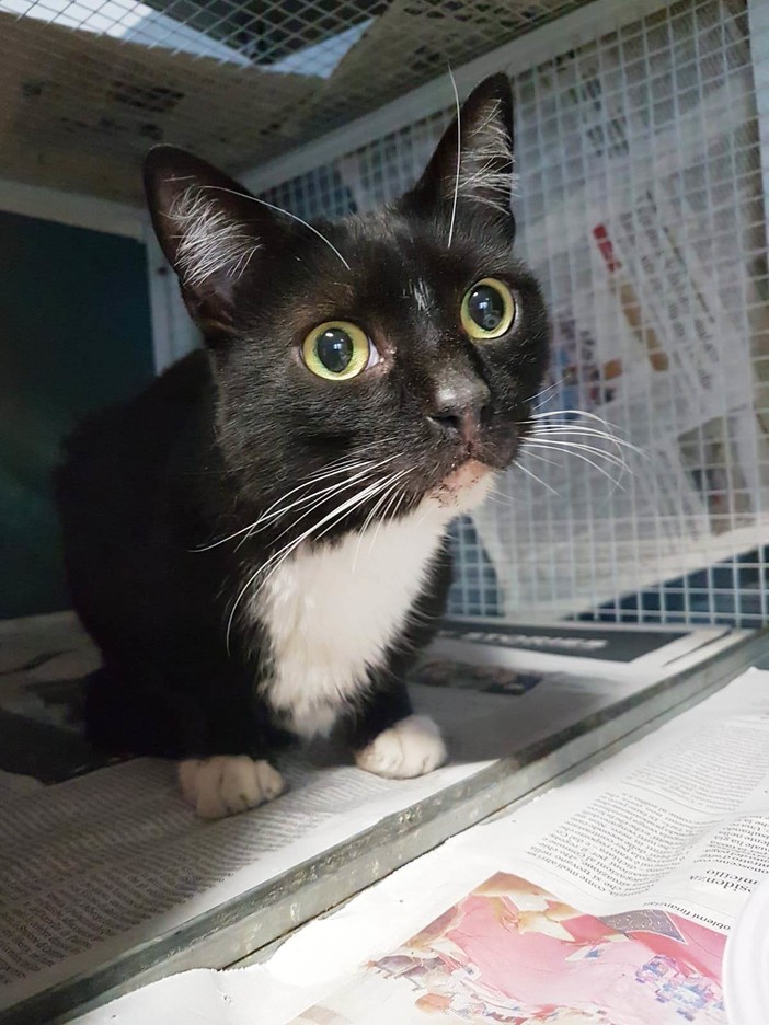 Savona: trovato gatto in via Milano, appello per trovare i proprietari Savona: trovato gatto in via Milano, appello per trovare i proprietari