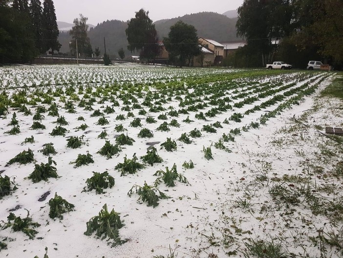 Danni post grandinata, il Comune di Calizzano al fianco delle aziende agricole colpite (FOTO) Danni post grandinata, il Comune di Calizzano al fianco delle aziende agricole colpite (FOTO)