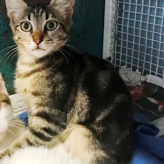 Savona: gattina di 3 mesi cerca casa