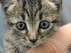 Auguri a tutti i gatti: oggi è la loro festa nazionale Auguri a tutti i gatti: oggi è la loro festa nazionale