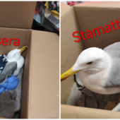 Gabbiano "brillo" soccorso dai volontari dell'Enpa: colpa del pane fermentato Gabbiano "brillo" soccorso dai volontari dell'Enpa: colpa del pane fermentato