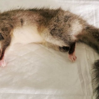 Urbe, ghiro adulto ferito soccorso dai volontari dell'Enpa (FOTO)