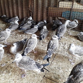 Coronavirus, i gabbiani hanno fame: stormi si spostano dal mare all'entroterra