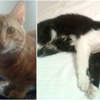 L'appello dell'Enpa: "Due gattini cercano casa"