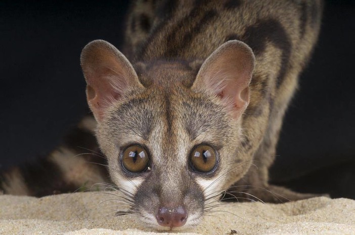 pagina Facebook Regione Liguria pagina Facebook Regione Liguria