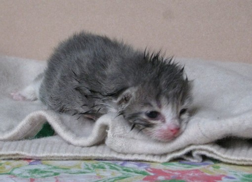 Un gattino soccorso dai volontari Enpa