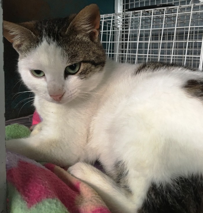 L'appello dell'Enpa: "Giovane gatto maschio cerca una famiglia"