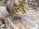 Raccolta cibo per cani e gatti bisognosi