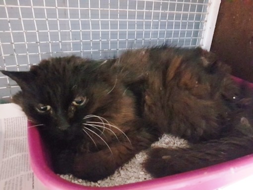 Gatto intrappolato in cantina rischia di morire di  fame e sete, i volontari fanno di tutto per salvarlo