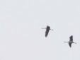 Gru in volo (foto di Enrico Ruggeri)