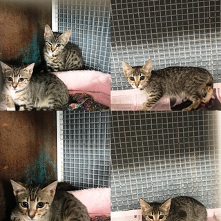 Savona, cinque bellissimi gattini cercano casa