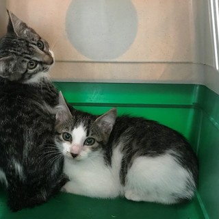 &quot;Non li vogliamo&quot;: due gattini abbandonati sulle alture di Savona