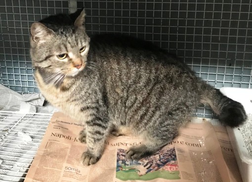 Vado Ligure: ritrovata una gattina, chi l'ha persa? Vado Ligure: ritrovata una gattina, chi l'ha persa?