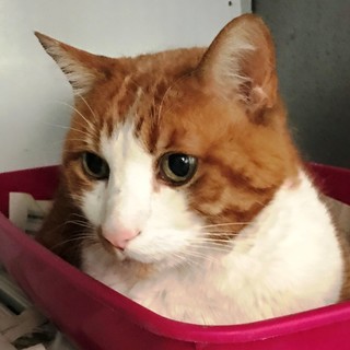 L'appello dell'Enpa: "Gatto cerca casa"