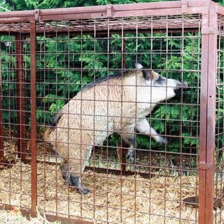 Cinghiali nei centri abitati, l'Enpa: "Gabbie strumenti inutili e crudeli"
