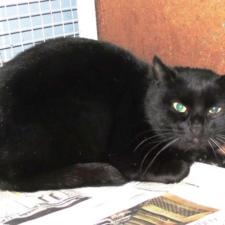 Trovato gatto smarrito a Savona, cercasi proprietario