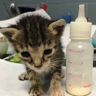 Gattini senza mamma: l'azienda Il Granaio dona 50 kg di latte all'Enpa