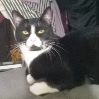 Aiuti per i gatti malati a Savona