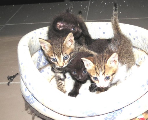 Savona, quattro gattini cercano una nuova mamma Savona, quattro gattini cercano una nuova mamma