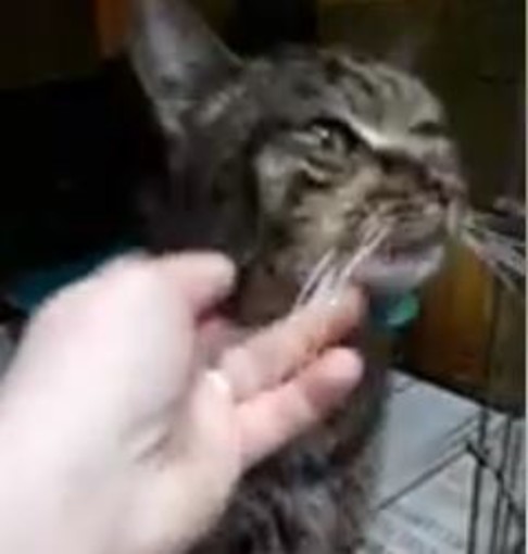 Ritrovata gattina a Garlenda: appello per trovare il proprietario