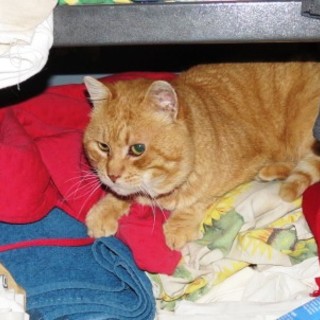 Il gattino "Rosso" cerca ancora casa