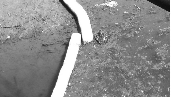 Sversamento di gasolio nel rio Carenda in seguito ad un tentato furto. L'Enpa: emergenza animale