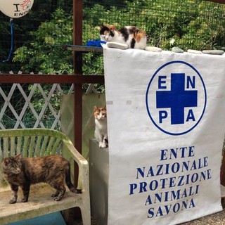 I gatti del Rifugio Amico di Albissola si trasferiscono a Savona. I volontari: "Nessuna comunicazione ufficiale da Enpa, tenuti all'oscuro di tutto"