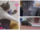 L'appello dell'ENPA: "Tre gatti cercano casa"